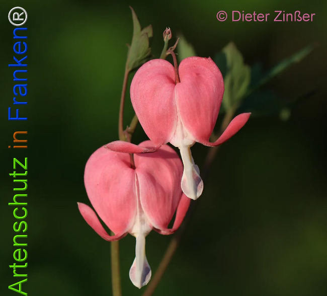 Bild zum Eintrag (1133710-160)