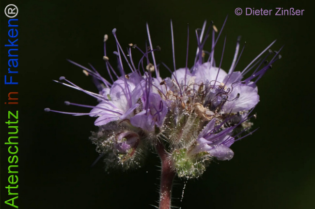 Bild zum Eintrag (1133790-160)