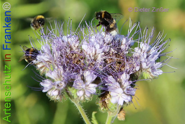 Bild zum Eintrag (1133791-160)