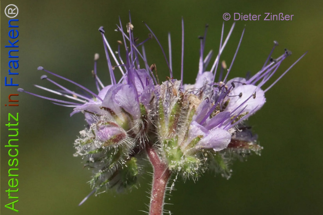 Bild zum Eintrag (1133797-160)