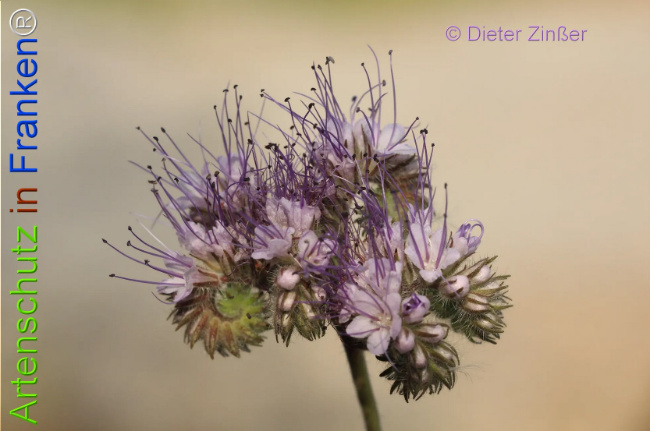 Bild zum Eintrag (1133799-160)