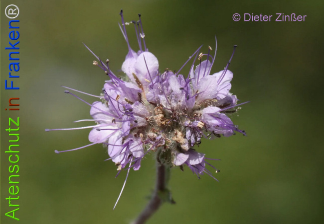 Bild zum Eintrag (1133802-160)