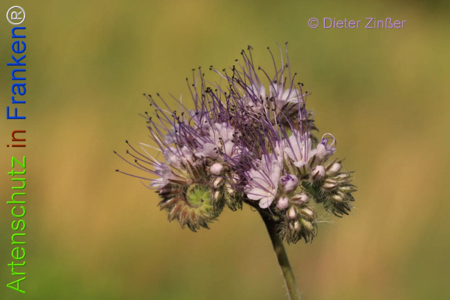 Bild zum Eintrag (1133803-160)