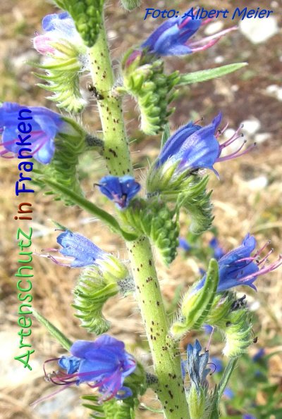 Bild zum Eintrag (1133962-160)