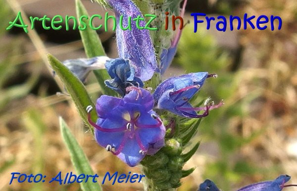 Bild zum Eintrag (1133963-160)