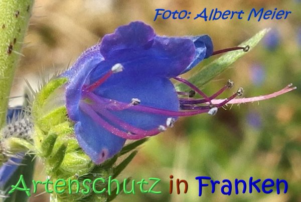 Bild zum Eintrag (1133964-160)