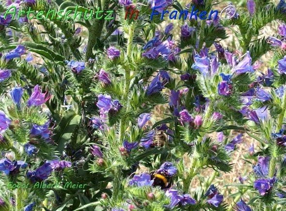 Bild zum Eintrag (1133968-160)