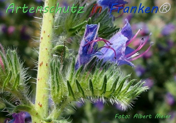 Bild zum Eintrag (1133969-160)