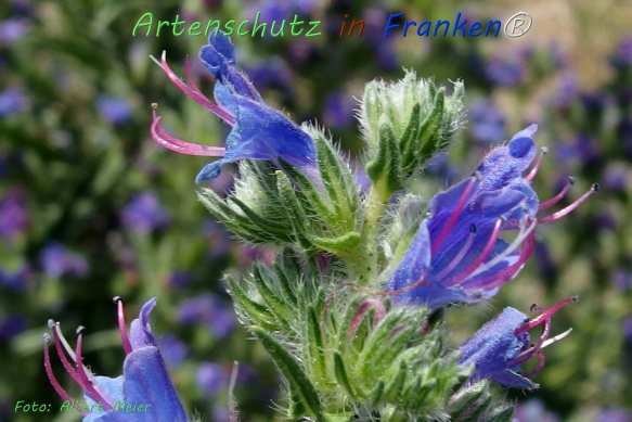 Bild zum Eintrag (1133970-160)