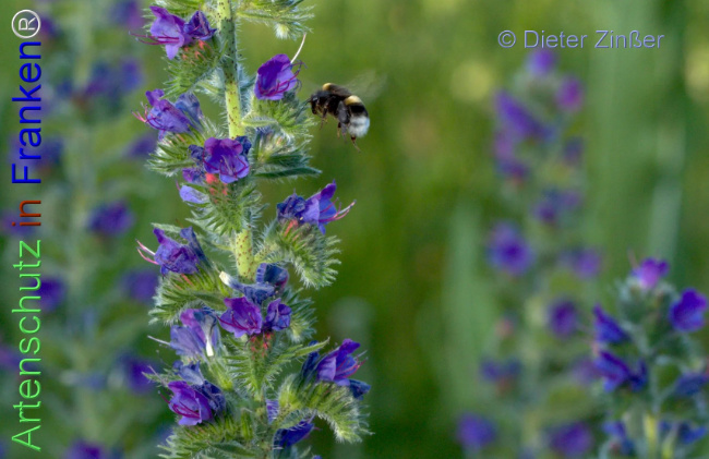 Bild zum Eintrag (1133975-160)