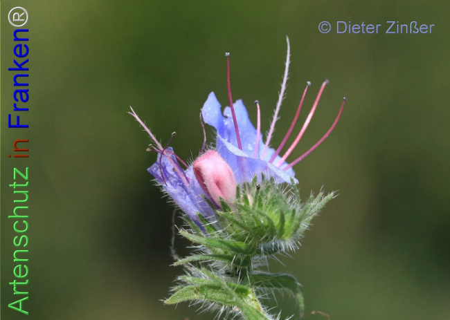 Bild zum Eintrag (1133976-160)