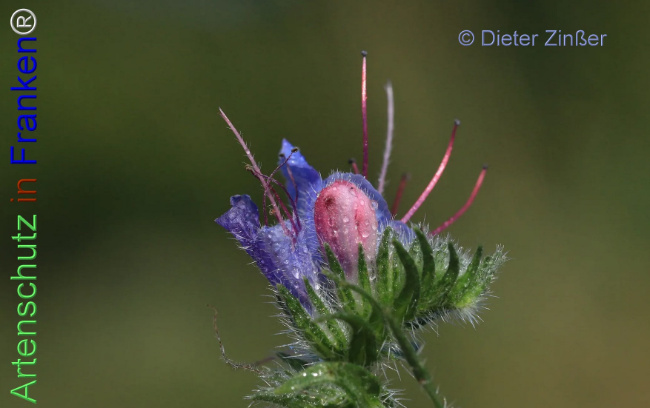 Bild zum Eintrag (1133977-160)