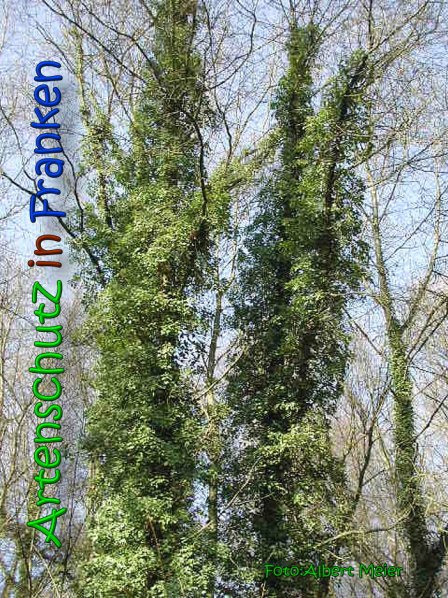 Bild zum Eintrag (1134054-160)