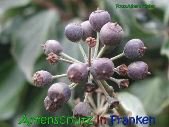 Bild zum Eintrag (1134058-160)