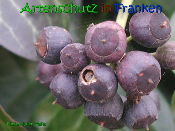 Bild zum Eintrag (1134059-160)