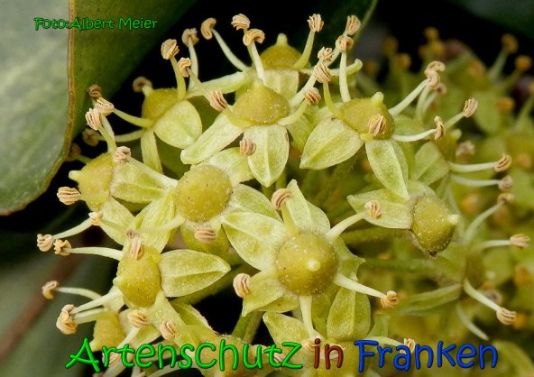 Bild zum Eintrag (1134061-160)