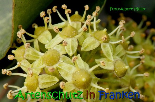 Bild zum Eintrag (1134062-160)