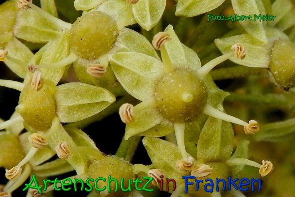 Bild zum Eintrag (1134063-160)