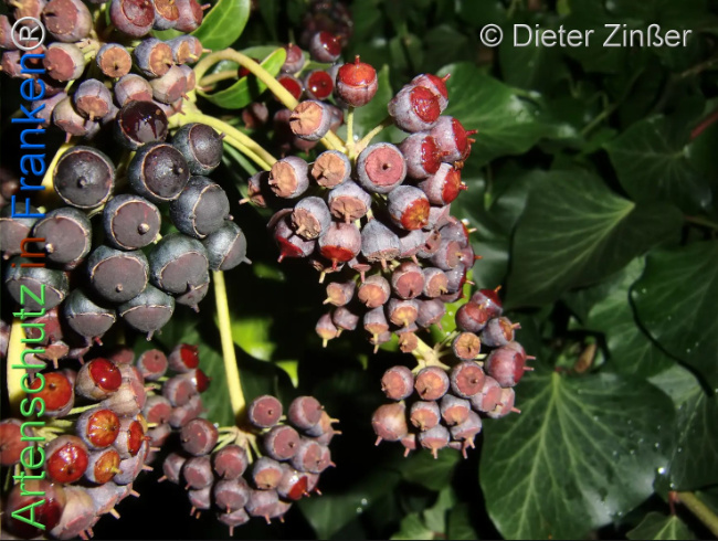 Bild zum Eintrag (1134074-160)