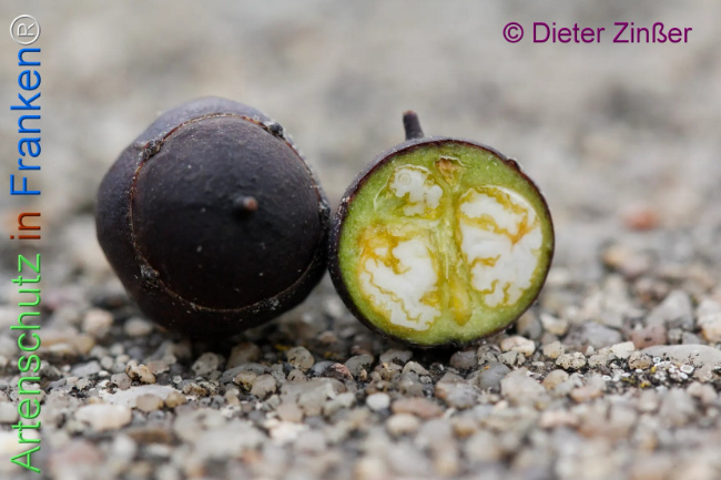 Bild zum Eintrag (1134075-160)