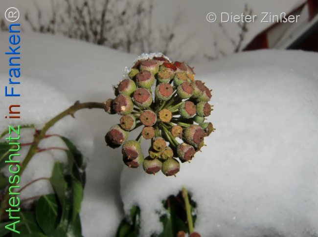 Bild zum Eintrag (1134076-160)