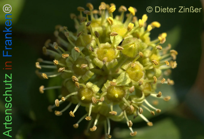 Bild zum Eintrag (1134081-160)