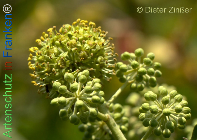 Bild zum Eintrag (1134082-160)