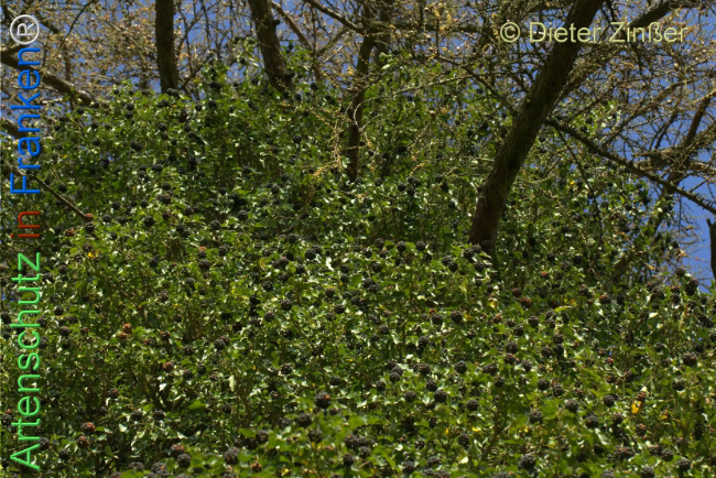 Bild zum Eintrag (1134088-160)