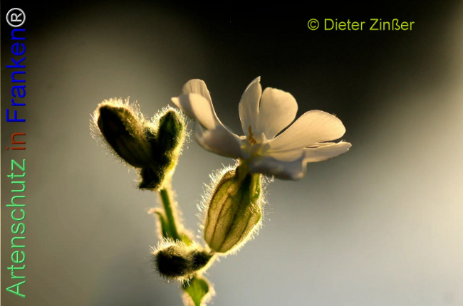 Bild zum Eintrag (1134465-160)