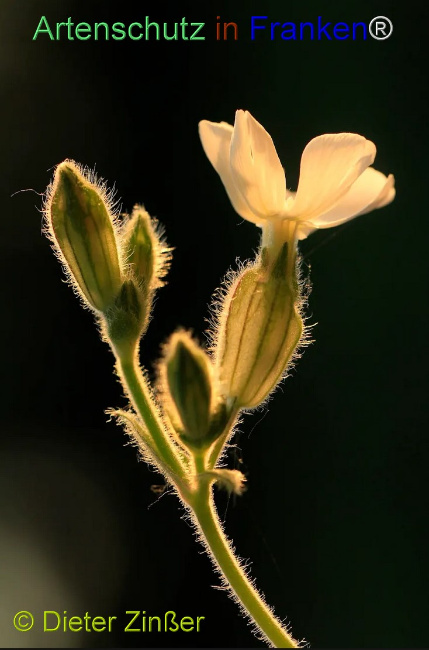 Bild zum Eintrag (1134466-160)