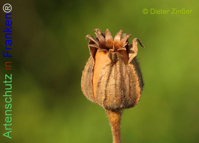 Bild zum Eintrag (1134467-160)