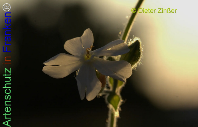 Bild zum Eintrag (1134468-160)