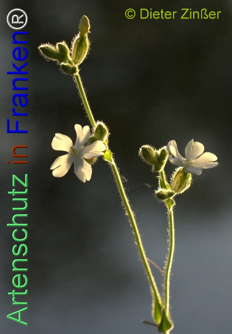 Bild zum Eintrag (1134469-160)