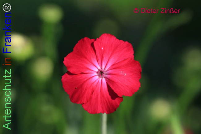 Bild zum Eintrag (1134475-160)