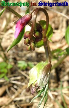 Bild zum Eintrag (1134584-160)