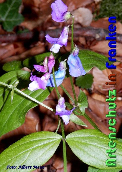 Bild zum Eintrag (1134585-160)