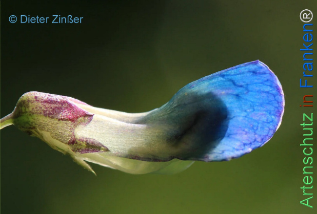 Bild zum Eintrag (1134588-160)