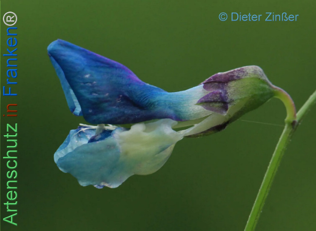 Bild zum Eintrag (1134595-160)