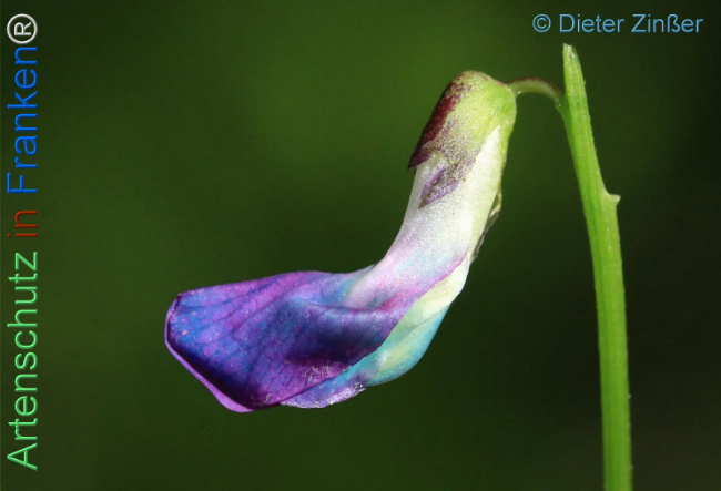 Bild zum Eintrag (1134596-160)