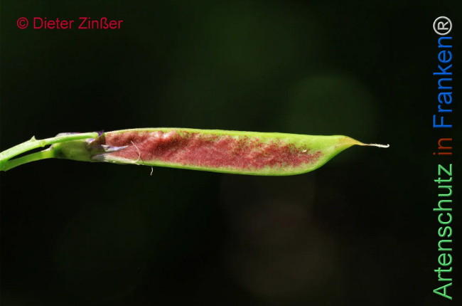 Bild zum Eintrag (1134599-160)