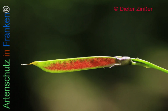 Bild zum Eintrag (1134600-160)