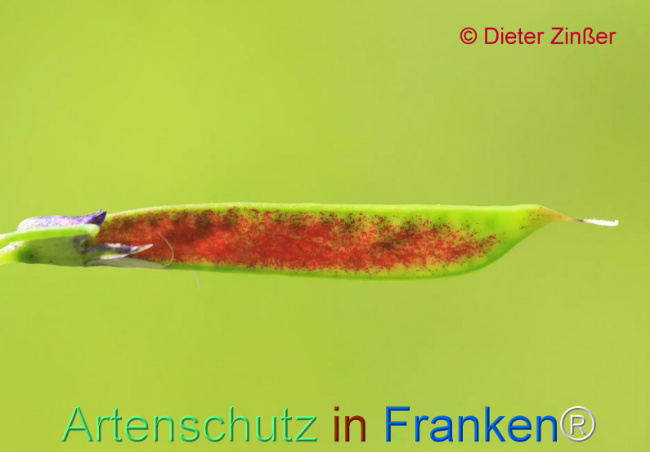 Bild zum Eintrag (1134601-160)