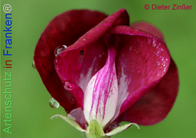 Bild zum Eintrag (1134688-160)