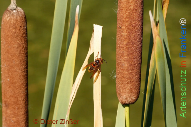 Bild zum Eintrag (1135106-160)