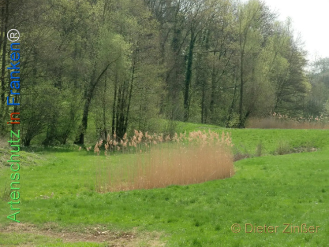 Bild zum Eintrag (1135113-160)