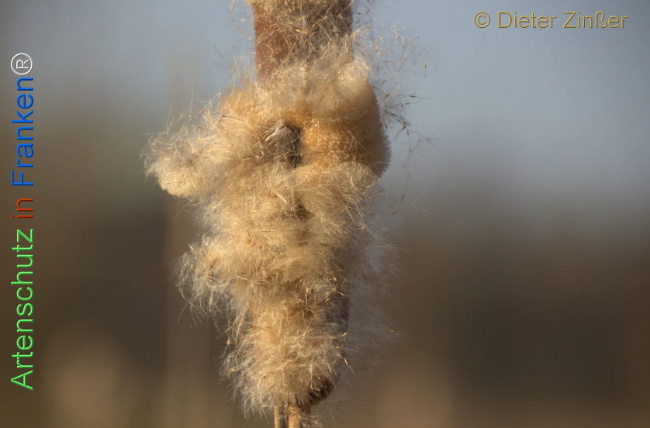 Bild zum Eintrag (1135120-160)