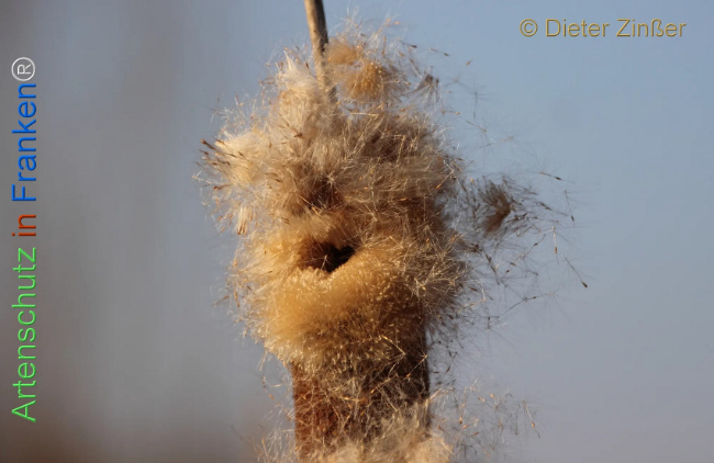 Bild zum Eintrag (1135121-160)