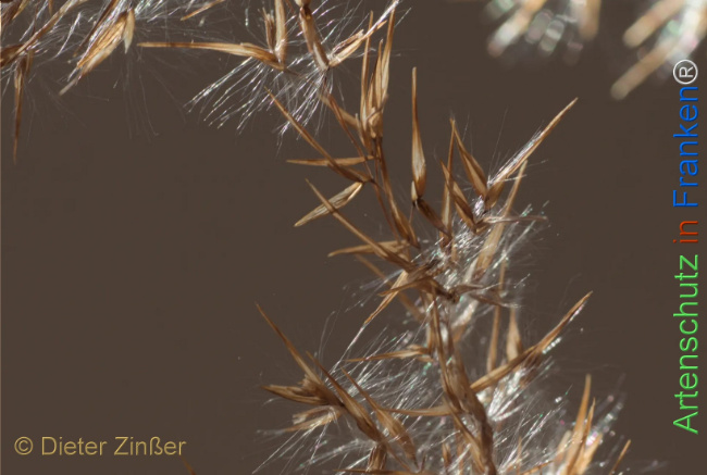 Bild zum Eintrag (1135122-160)