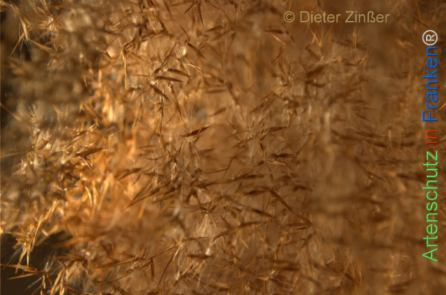 Bild zum Eintrag (1135130-160)