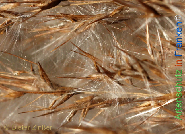 Bild zum Eintrag (1135132-160)